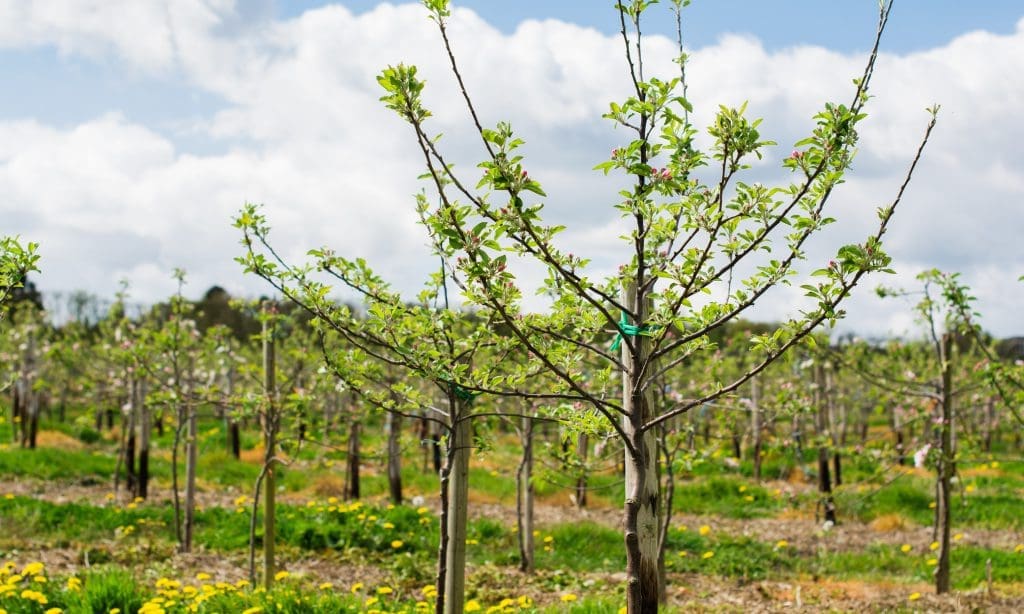 Engineering a greener future